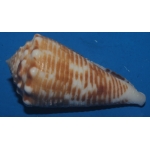 Conus sulcocastaneus